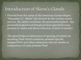 glande skene|Exploring the Female Prostate: Skenes Glands Unveiled